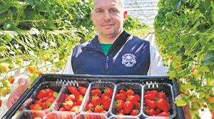 The Summer Berry Company